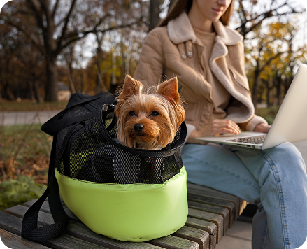 Dogs Accessories