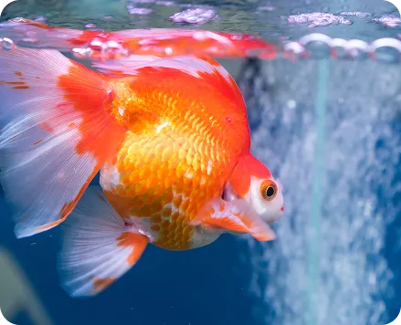 Gold Fish