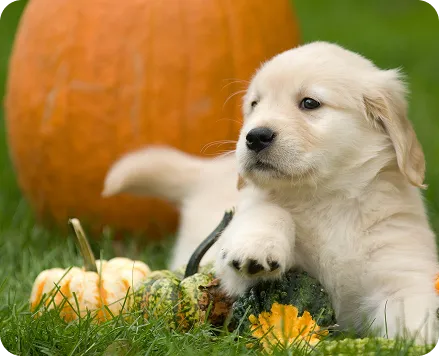 Cute Cat Puppy