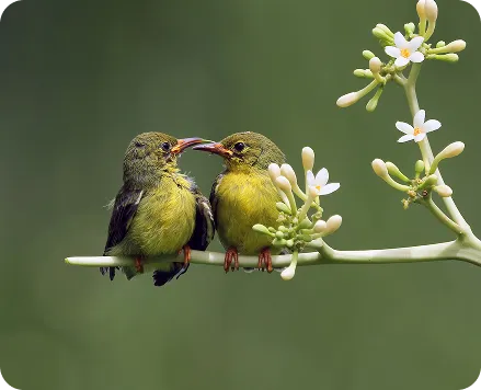 Green Love Birds