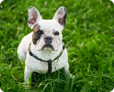 French Bull dogs