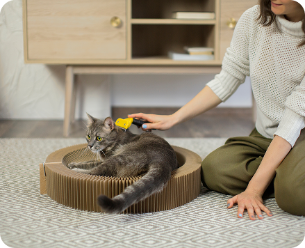 Cat Accessories