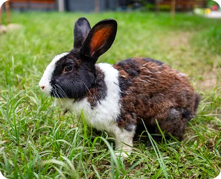 Surface rabbit